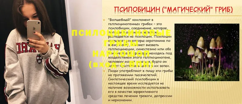 Псилоцибиновые грибы Psilocybe  MEGA ссылка  Красноярск 